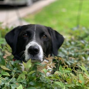 Meet your Posher, Morgan